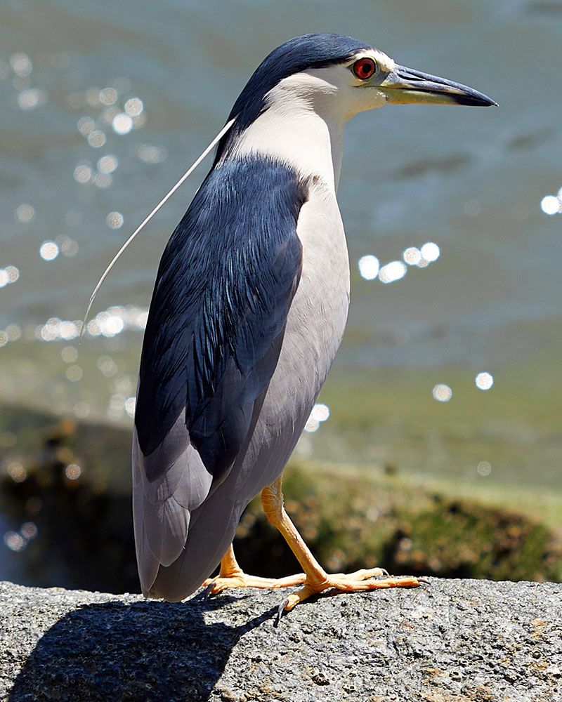 A black-crowned night heron relaxing on the Tsuen Wan waterfront in Hong Kong's New Territories