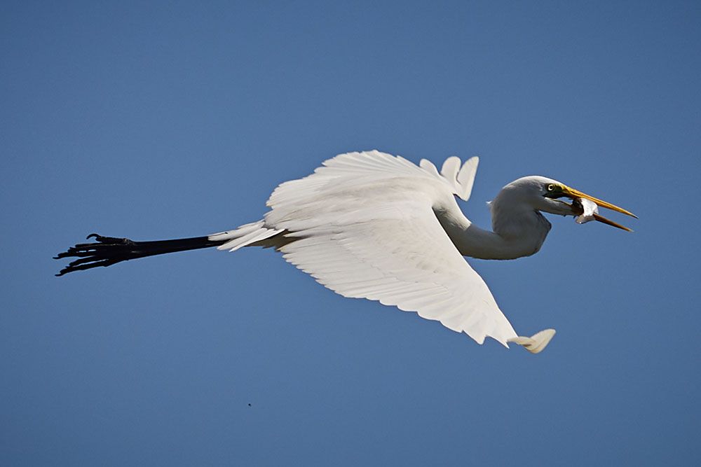 Great Egret with lunch, South Lantau, Hong Kong