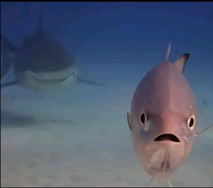 a fish with a shocked face, as a shark swims up behind it with a smirk. 