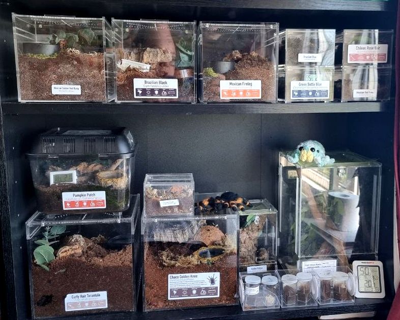 A photo of two shelves worth of tarantulas and other invertebrates. Most of the animals are contained in acrylic enclosures, and all of them have labels on depicting their species.