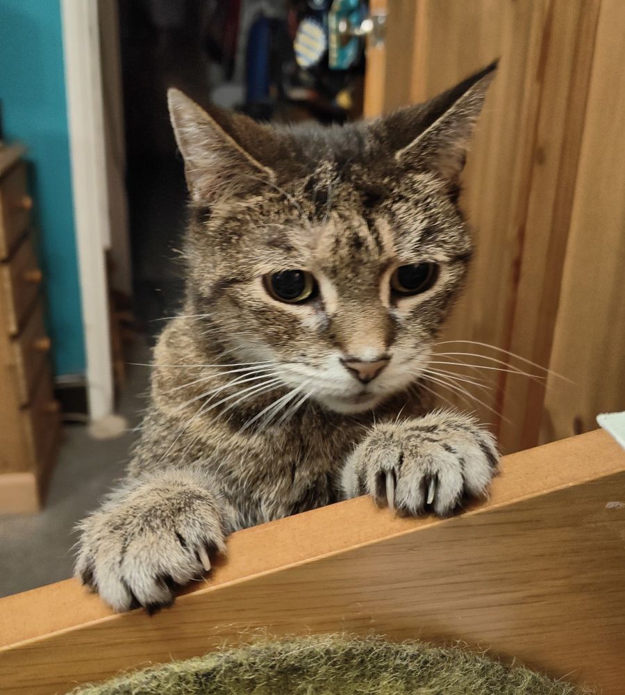 A small tabby cat with a white muzzle has both her paws on the side of the desk. She definitely can't get up via this route, but she's giving it a fair try. 