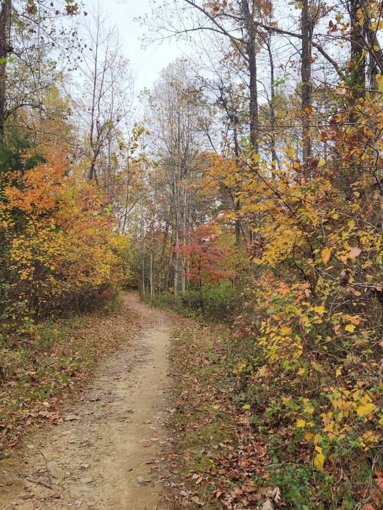 Wide dirt trail bordered by golden yellow and orange autumn foliage