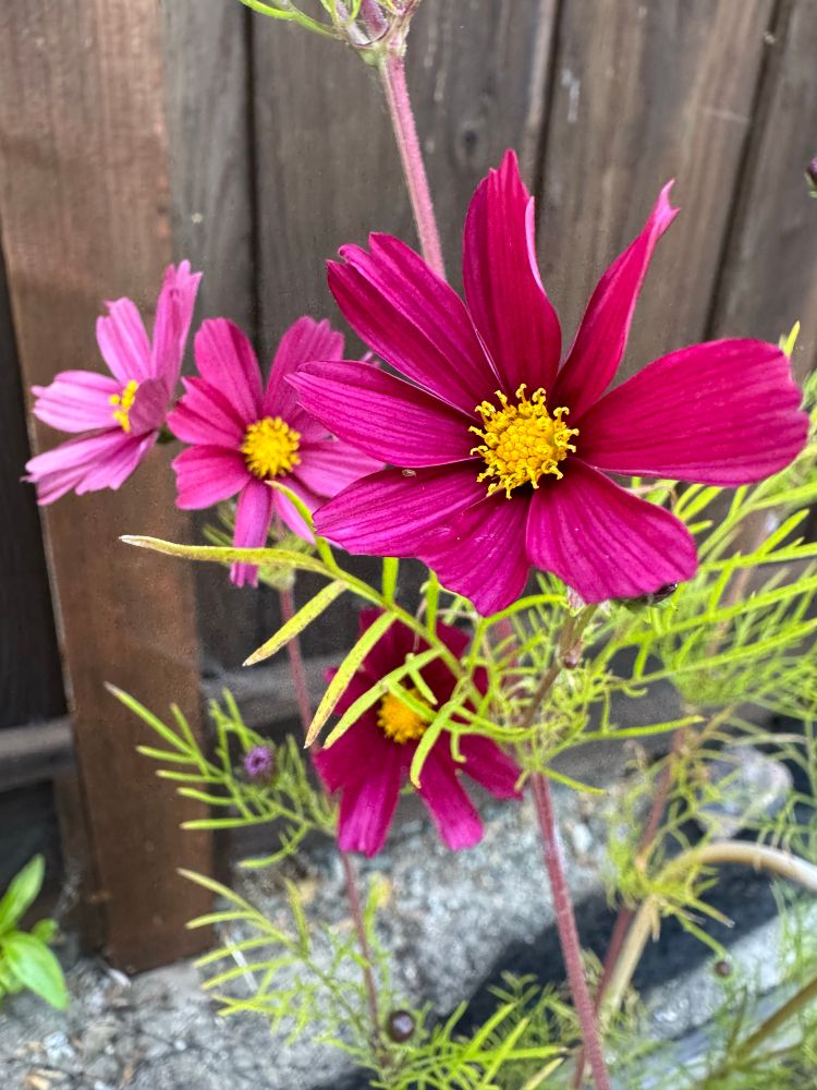 More perfect Cosmos. 