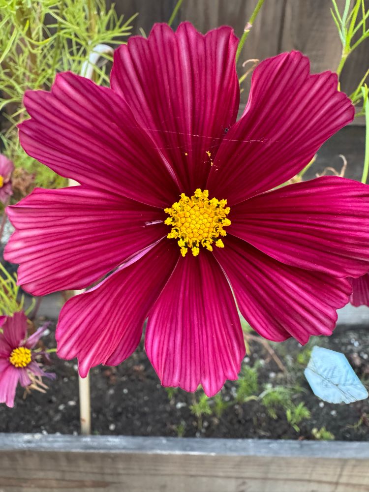 Burgundy cosmos. 