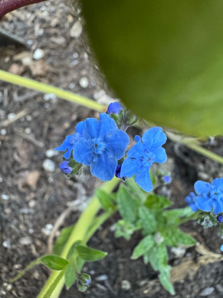 Forget me nots. 