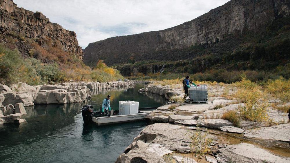 After two years, a new study revealed the effects of chemical treatments against quagga mussels in Idaho’s Snake River.