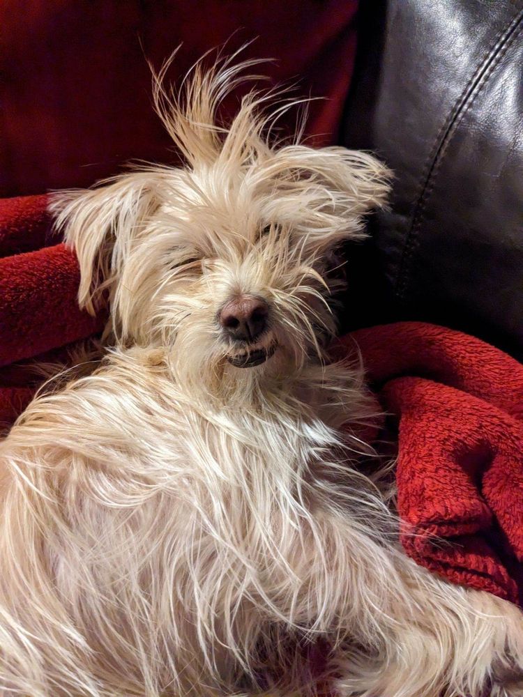 A picture of my dog, who looks like an opossum with bedhead