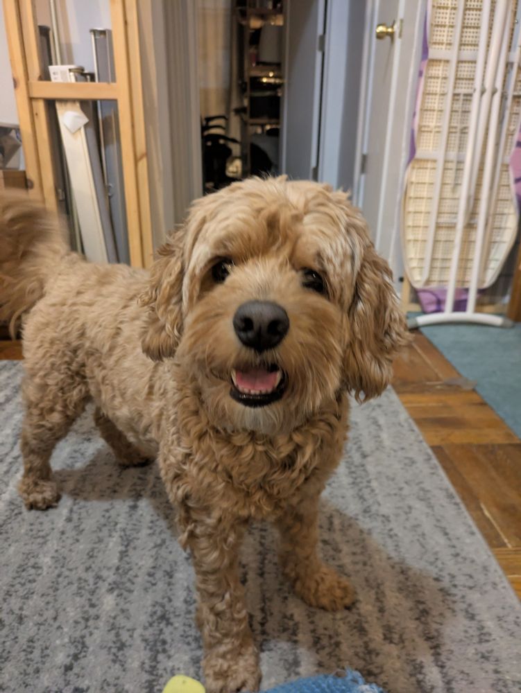 Max the Cockapoo! Smiling and wagging his tail! Candidate for cutest dog. Also loves you.
