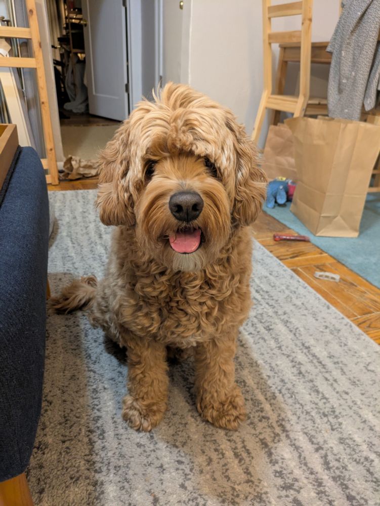 Max the Cockapoo sits happily on a carpet while smiling. He is very floofy and overdue for a haircut, as evident by the hair partially covering his eyes. 2500+ people recently liked a photo of him, but he doesn't understand his own popularity on social media. He always wants treats and affection from new friends.
