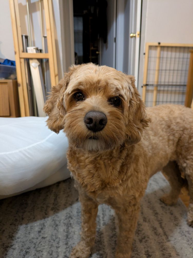 Max the Cockapoo looked very cute and concerned. 