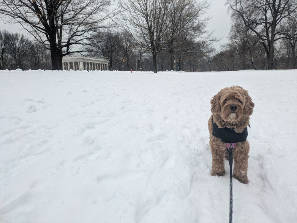 Max the Cockapoo stands in the snow at Prospect Park wearing his black Carhartt jacket, pink harness and black leash. He loves to run in the snow. Max looks very cute, and he wants you to charge your phone away from your bedroom.
