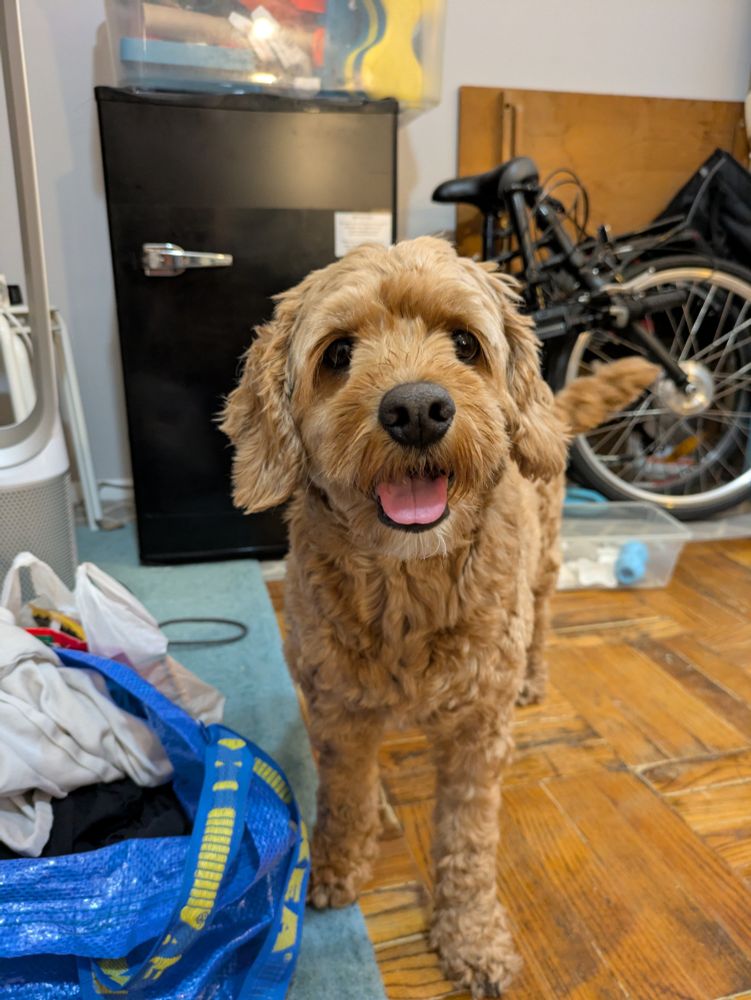 Max the Cockapoo smiles at the camera