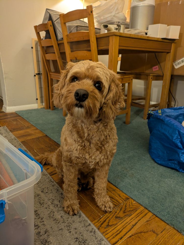 Max the Cockapoo looking very concerned while seated in front of a dining table 