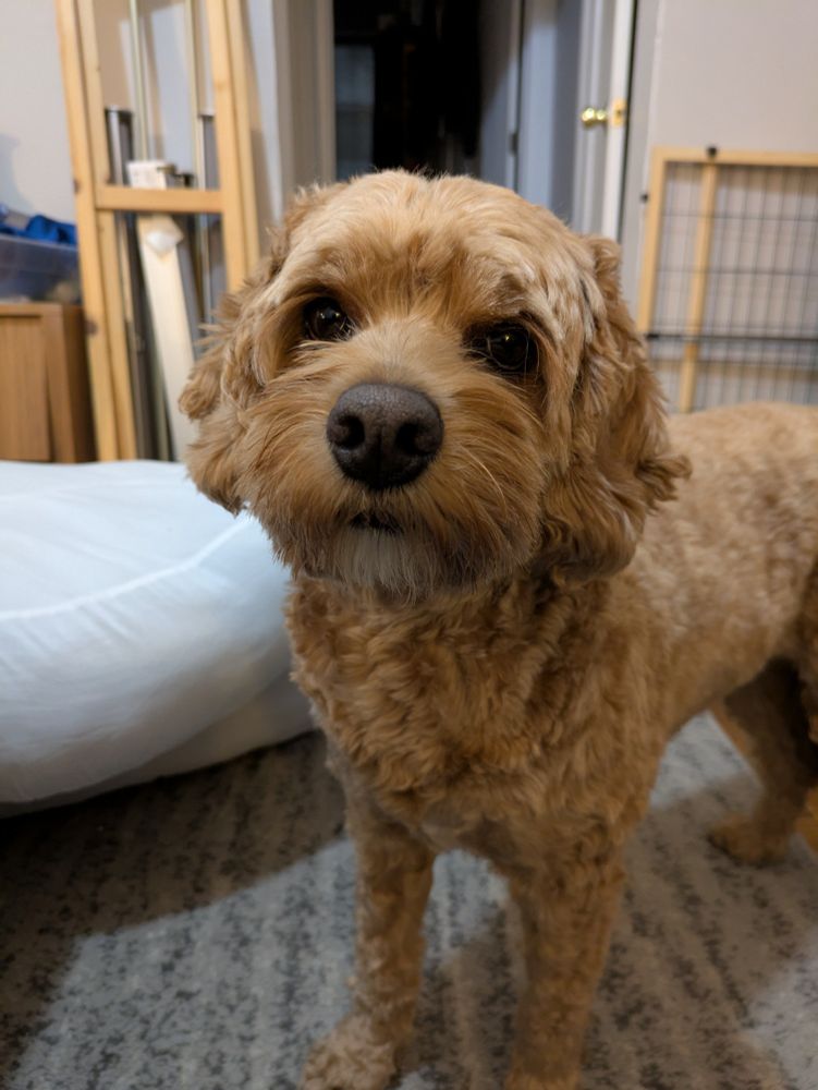 Max the Cockapoo looks very intently at the camera. His dog bed is behind him, coverless. 