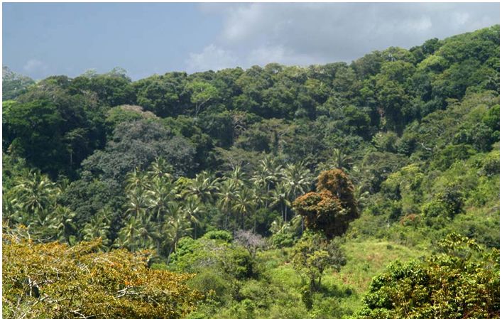 A narrow dirt path winds through a dense, green forest under an arch of tree branches. The path is clear but surrounded by thick undergrowth and leafy vegetation, suggesting a sacred or well-trodden route into a forested area. 
Photo credit: Okoko Ashikoye