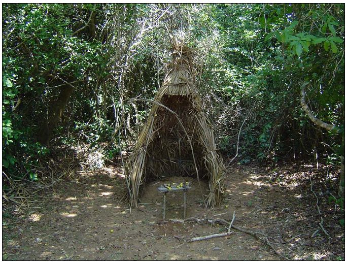 A small, triangular shrine made of dried palm fronds stands alone in a forest clearing. Inside the shrine is a small offering table with yellow fruit and leaves. Surrounding vegetation is lush and untamed, highlighting the sacred and secluded nature of the site.

**Photo credit**: Okoko Ashikoye