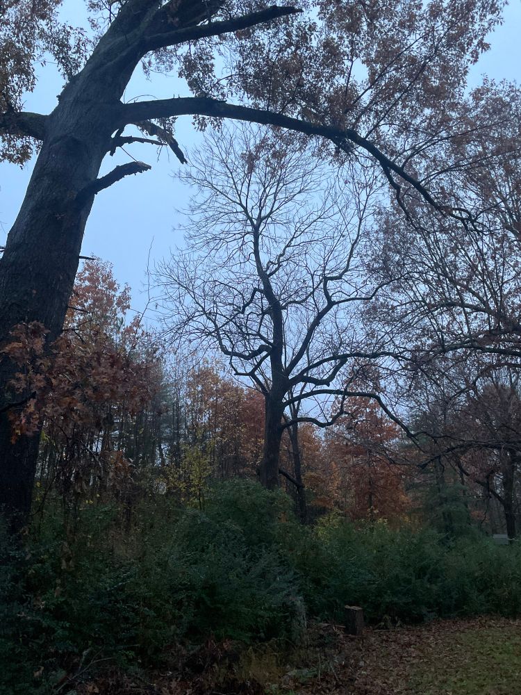Rainy, Beautifully dreary autumn morning, in my Missouri backyard. The trees are changing with holds, yellows, and the box shrubs are still green. 
