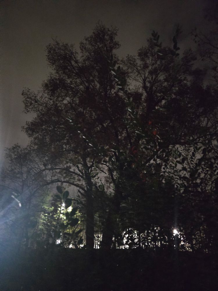 This 100+ year old Norwood Maple standing, as my reminder of reality and balance in life, tall in the backyard at night with the other pines and trees back lit by the retails stores at night.”