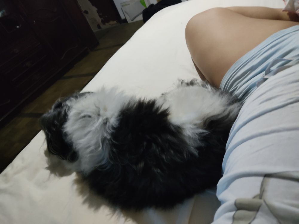 Foto tirada em primeira pessoa, mostra à direita da foto parte do meu corpo e minha perna esquerda dobrada, estou usando uma camiseta branca e um short azul claro e deitada em uma cama com lençol claro. Ao meu lado, bem no meio da foto, é possível ver uma bolinha de pelos preta e branca, que seria minha cachorrinha, deitada e com o bumbum encostado em mim.