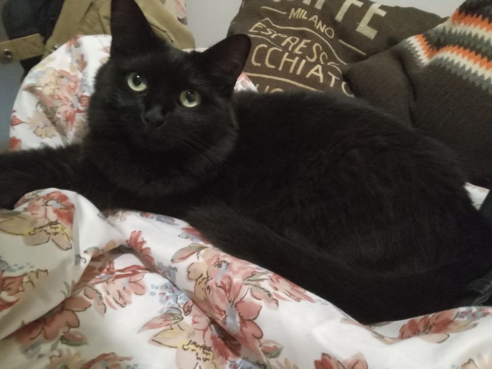 uma gata preta peludinha com os olhos verdes olhando para cama enquanto esta deitada em um cobertor de flores com almofadas ao fundo