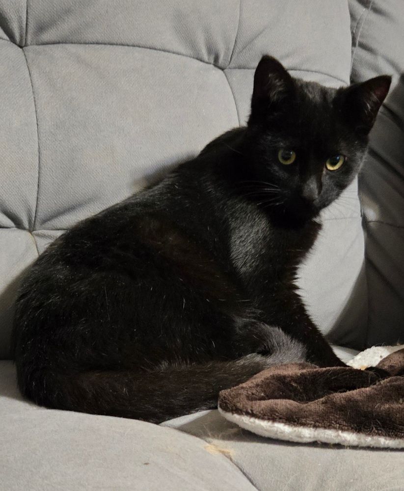 The black kitten known as Cronus! He is very tiny, has some minor neurological issues that provide him with sick "Drunken Master" moves, & is all-in-all a very good little boy.