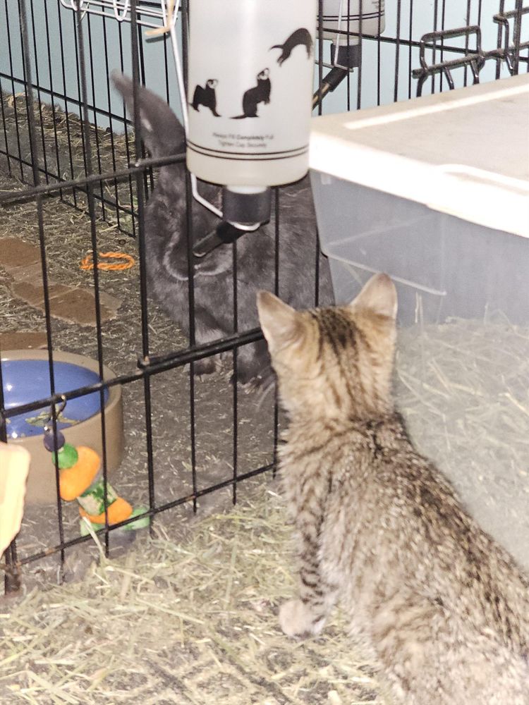 A tabby kitten faces a black bunny with a cage between them
