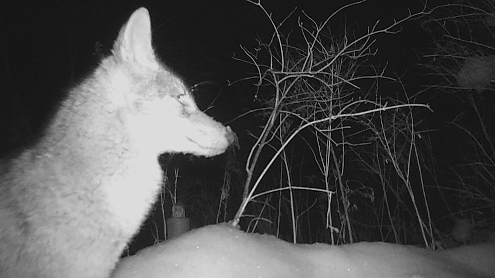 Black and white game camera photo of a coyote in profile at night in the snow.