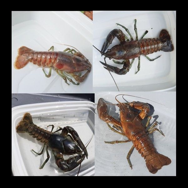 Four images of crayfishes in plastic containers, all with different colors/markings.