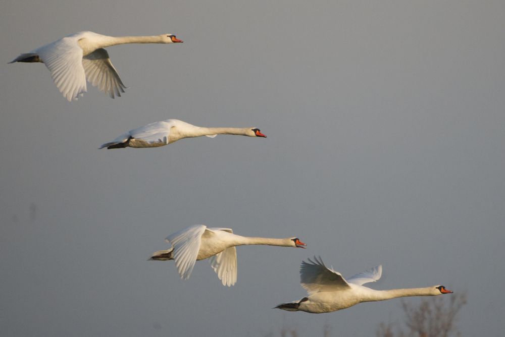 4 Schwäne im Flug 