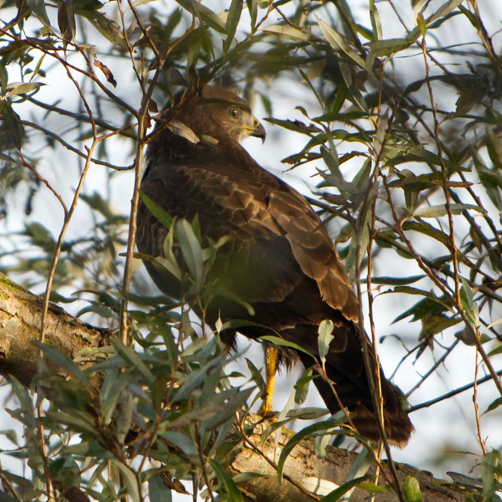 Mäusebussard sitzt in einem Baum mit vielen Ästen