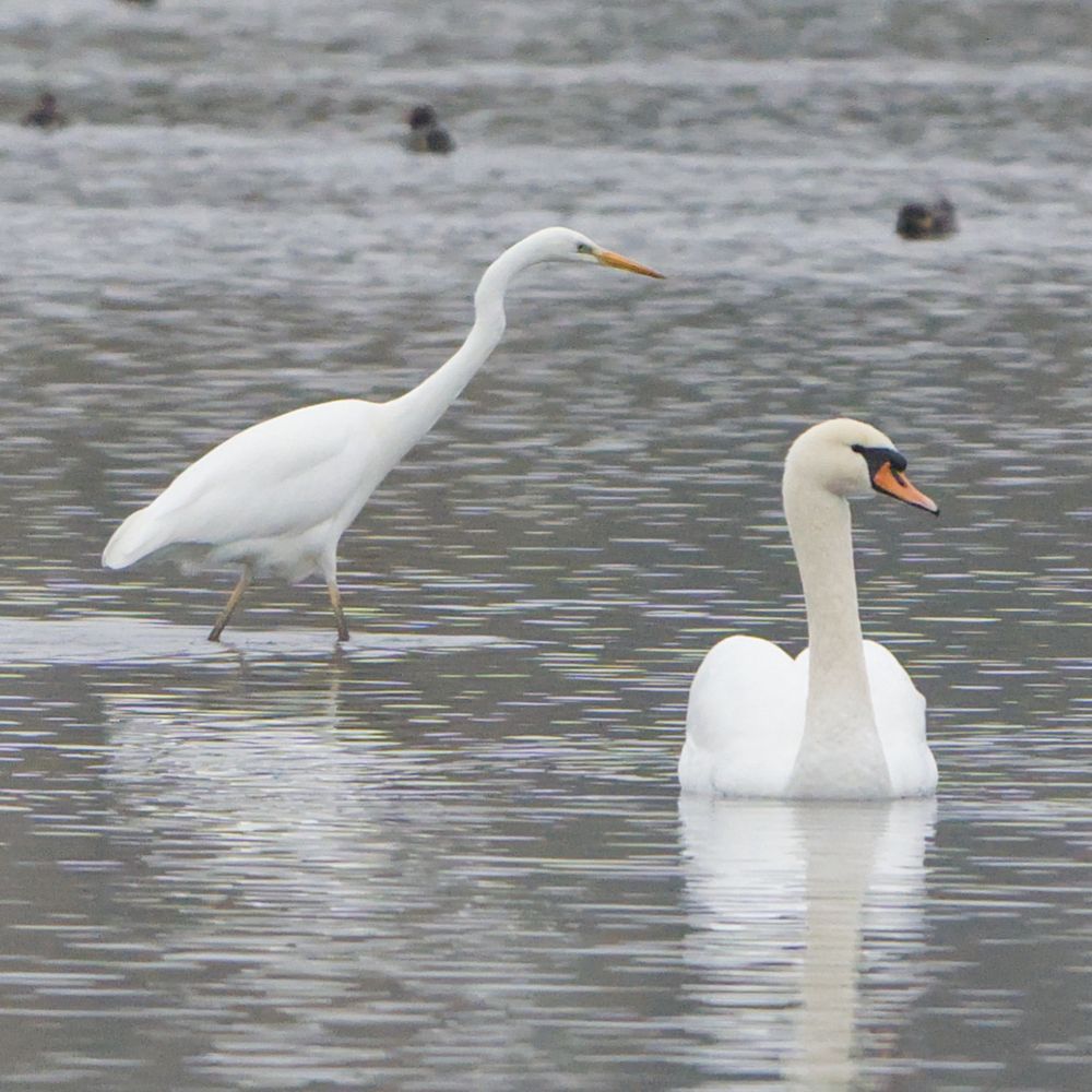 Ein Schwan schwimmt auf dem Wasser. Kurz dahinter schreitet ein Silberreiher durchs Wasser.