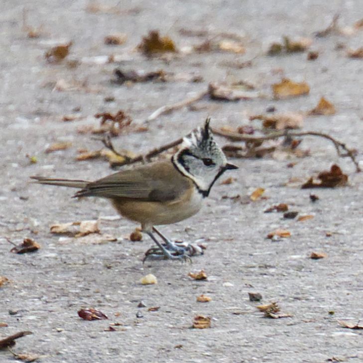Haubenmeise mit aufgestellten Kopffedern auf einem Weg