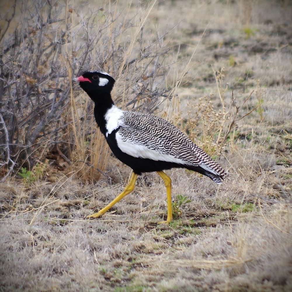 Die Unterseite und der Kopf ist überwiegend schwarz gefärbt, während die Flügel und der Rücken weiß grau gestrichelt ist. Der Schnabel ist wiederum rot.