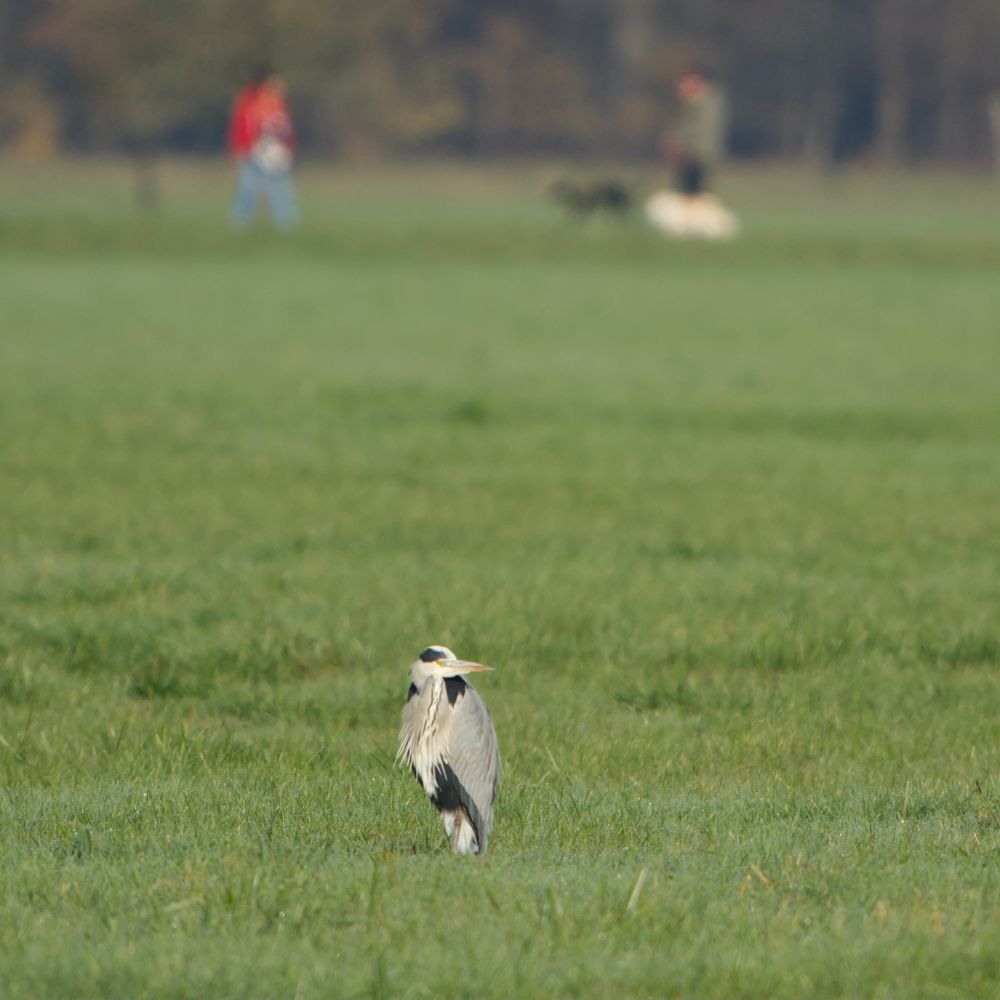 Graureiher auf einer Wiese. Im Hintergrund Spaziergänger