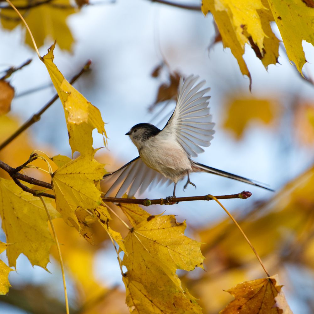 Schwanzmeise mit ausgebreiteten Flügel steht mit einem Bein auf einem Ast. Rundrum sind gelbe Blätter zu sehen.