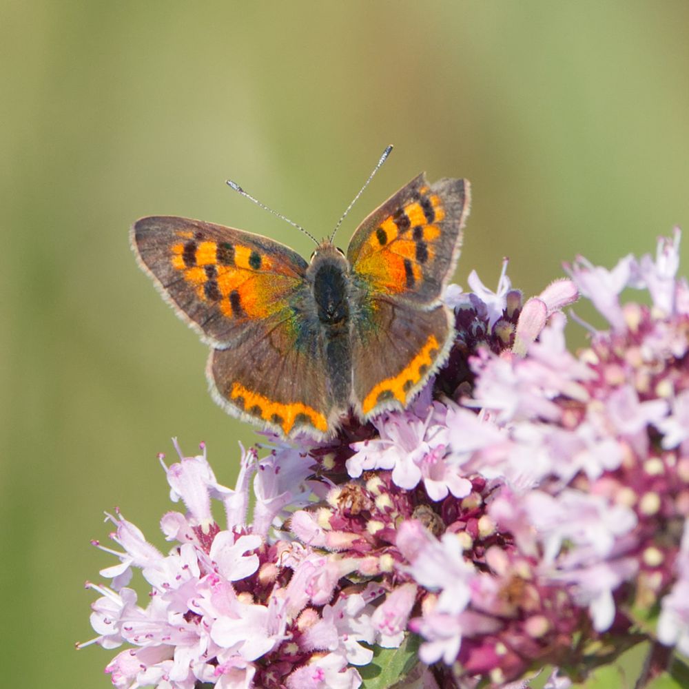 Der orangene Schmetterling sitzt auf einer Pflanze mit hell rosa Blüten