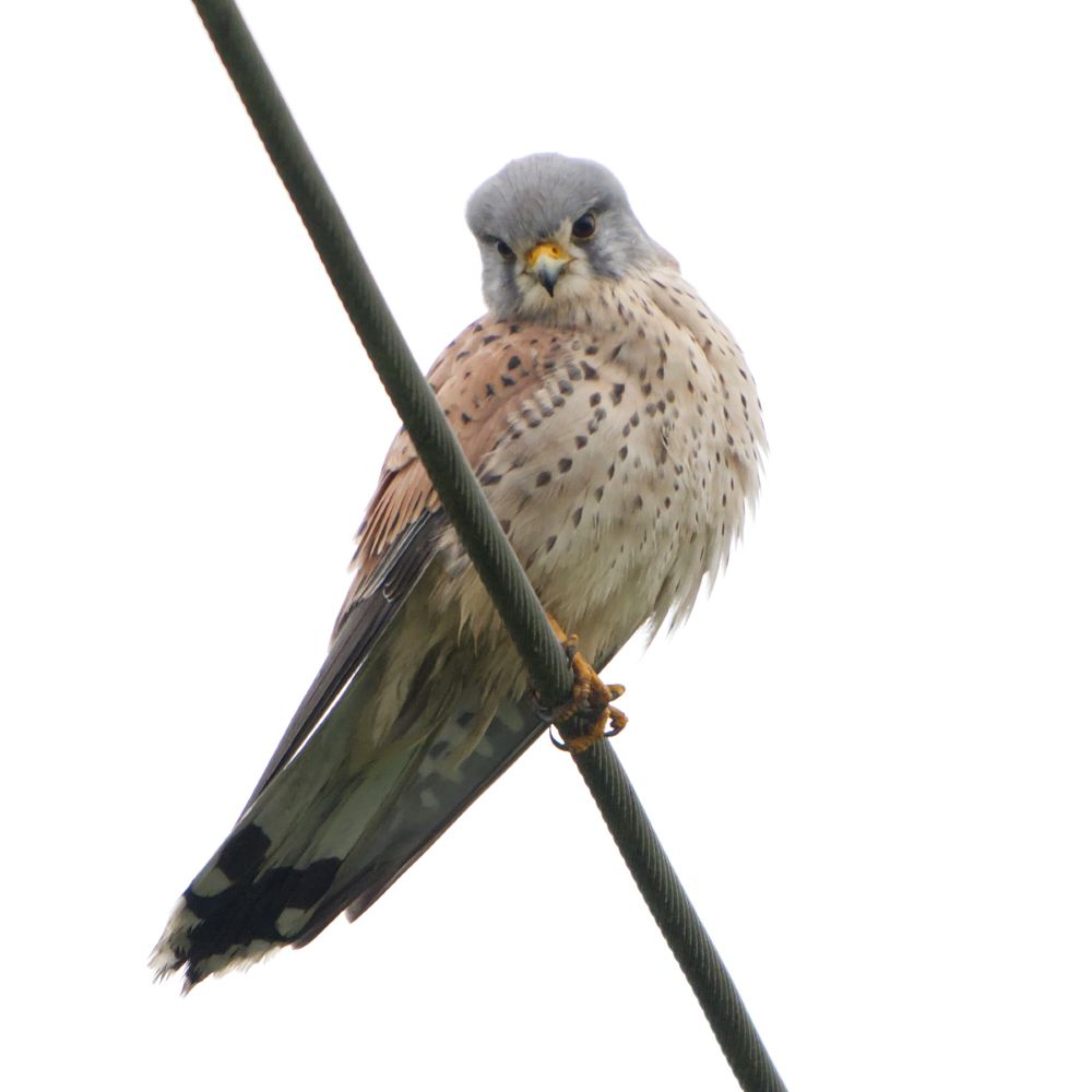 Turmfalke sitzt auf einer Stromleitung und schaut in Richtung Kamera
