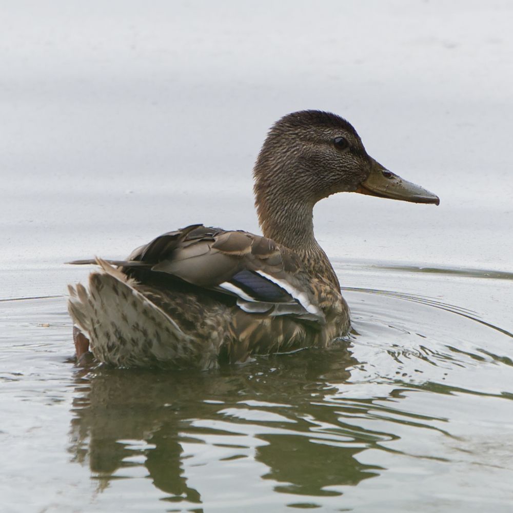 Stockente auf dem Wasser