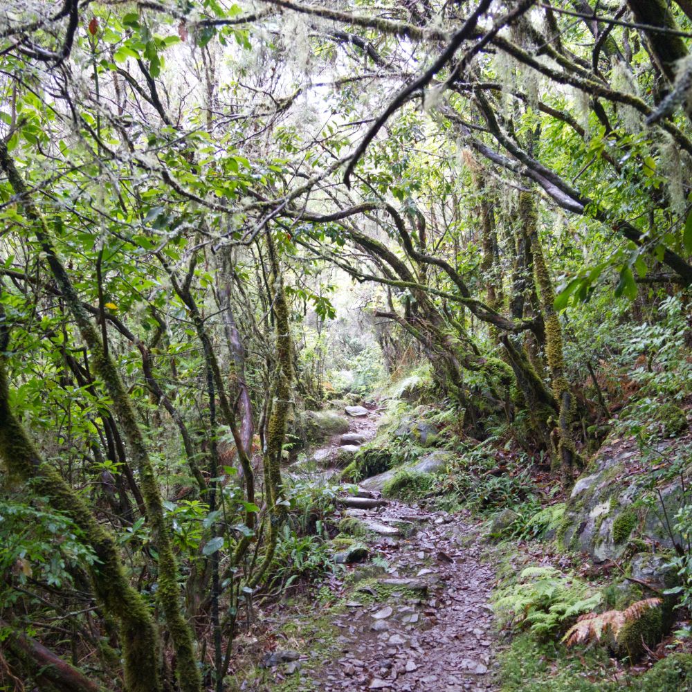 Steiniger Pfad durch einen urigen Wald