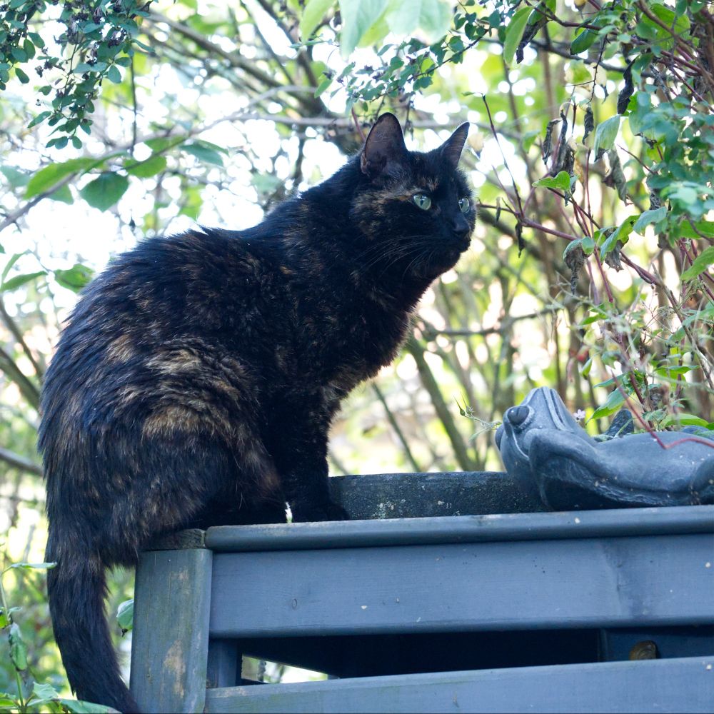 Eine Katze aus der Nachbarschaft kommt auch hin und wieder vorbei um an der Vogeltränke zu trinken.