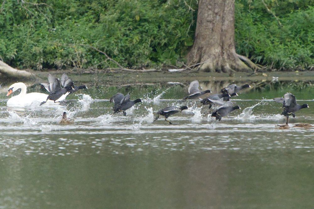 An einem Schwan vorbei laufen mehrere Blässhühner hektisch über das  Wasser