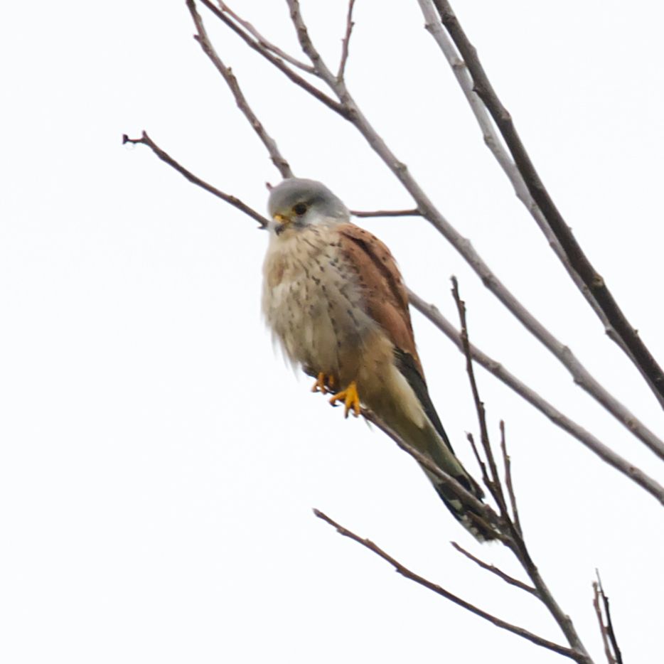 Turmfalke sitzt auf einem dünnen Ast