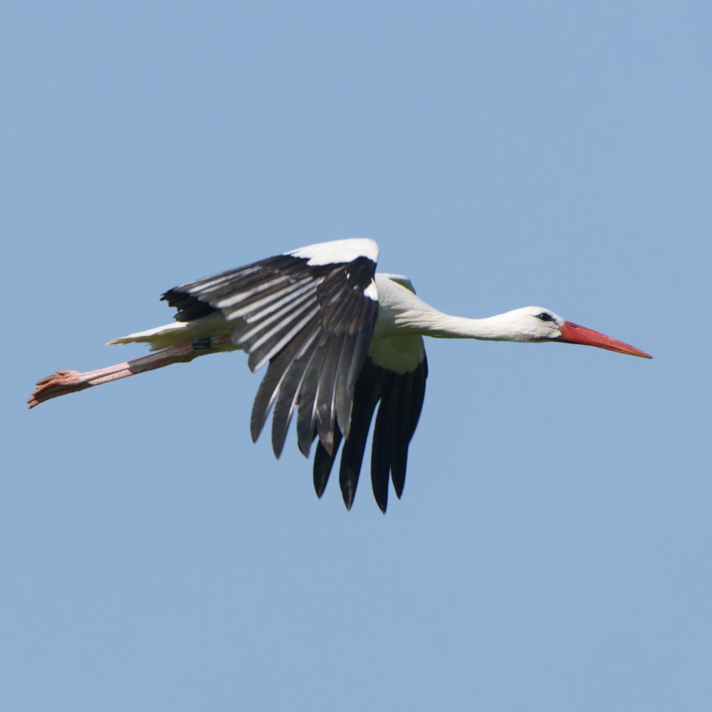 Ein Storch flog nahe an mir vorbei