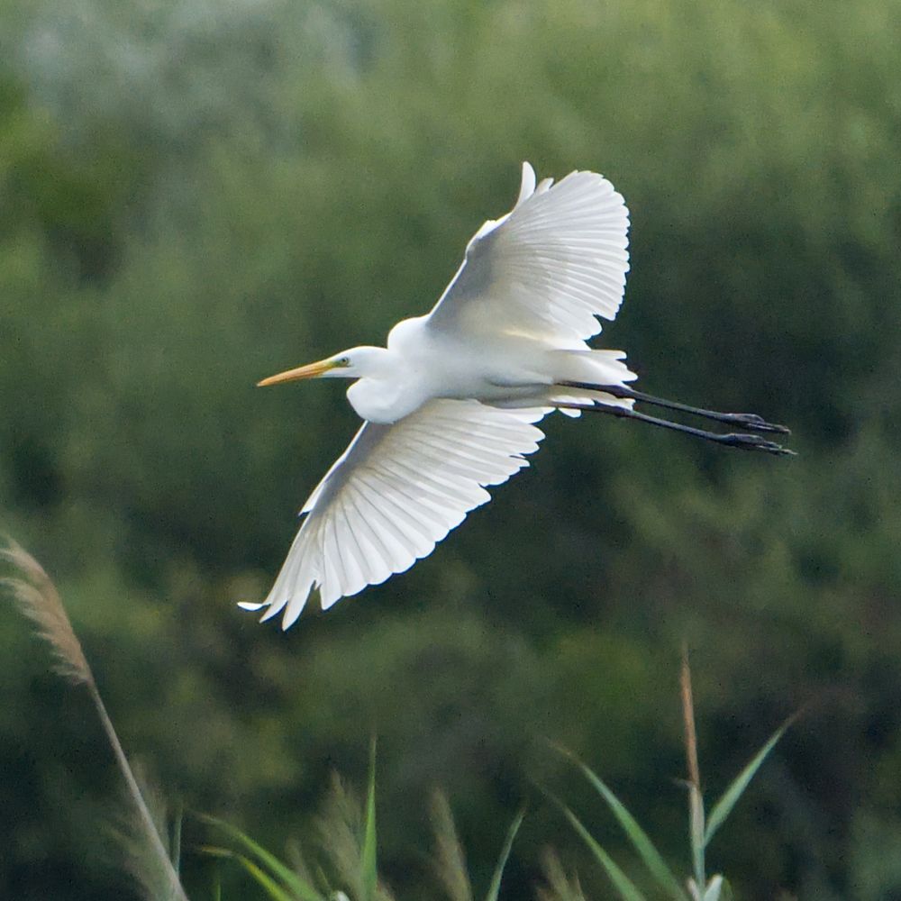 Der Silberreiher fliegt über das grüne Schilf