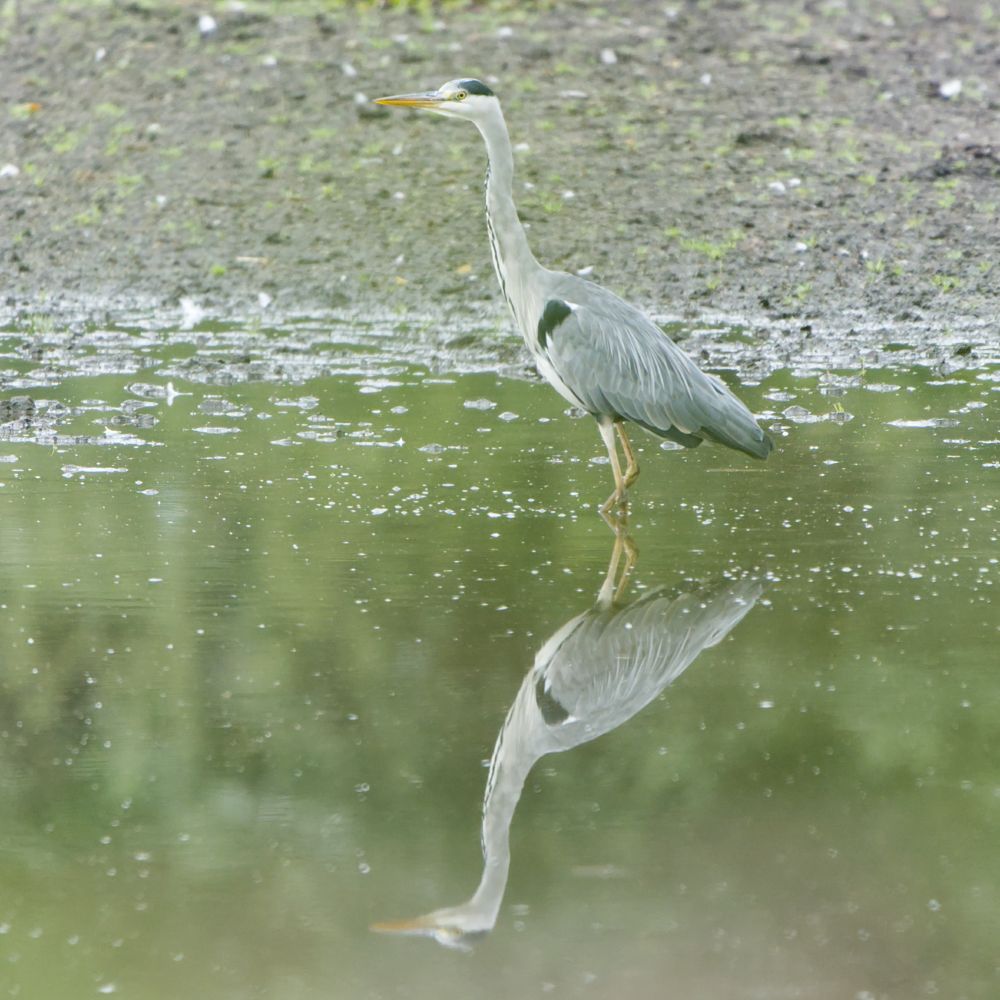 Graureiher steht im seichtem Wasser in dem er sich spiegelt