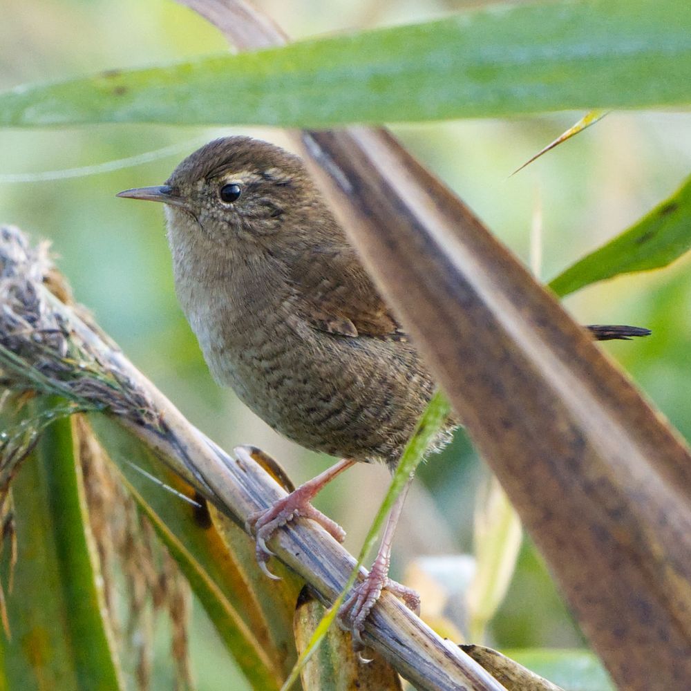 Zaunkönig sitzt auf einem Schilfhalm. Der hintere Teil seines Körpers ist durch ein Blatt verdeckt.
