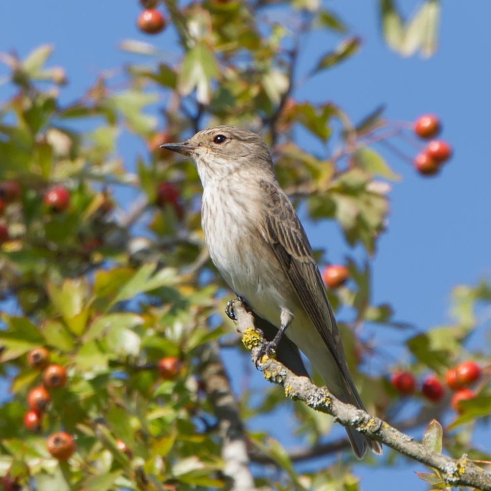 Der Grauschnäpper sitzt auf einem Ast. Er war im gleichen Gebiet wie die Bienenfresser zu sehen.