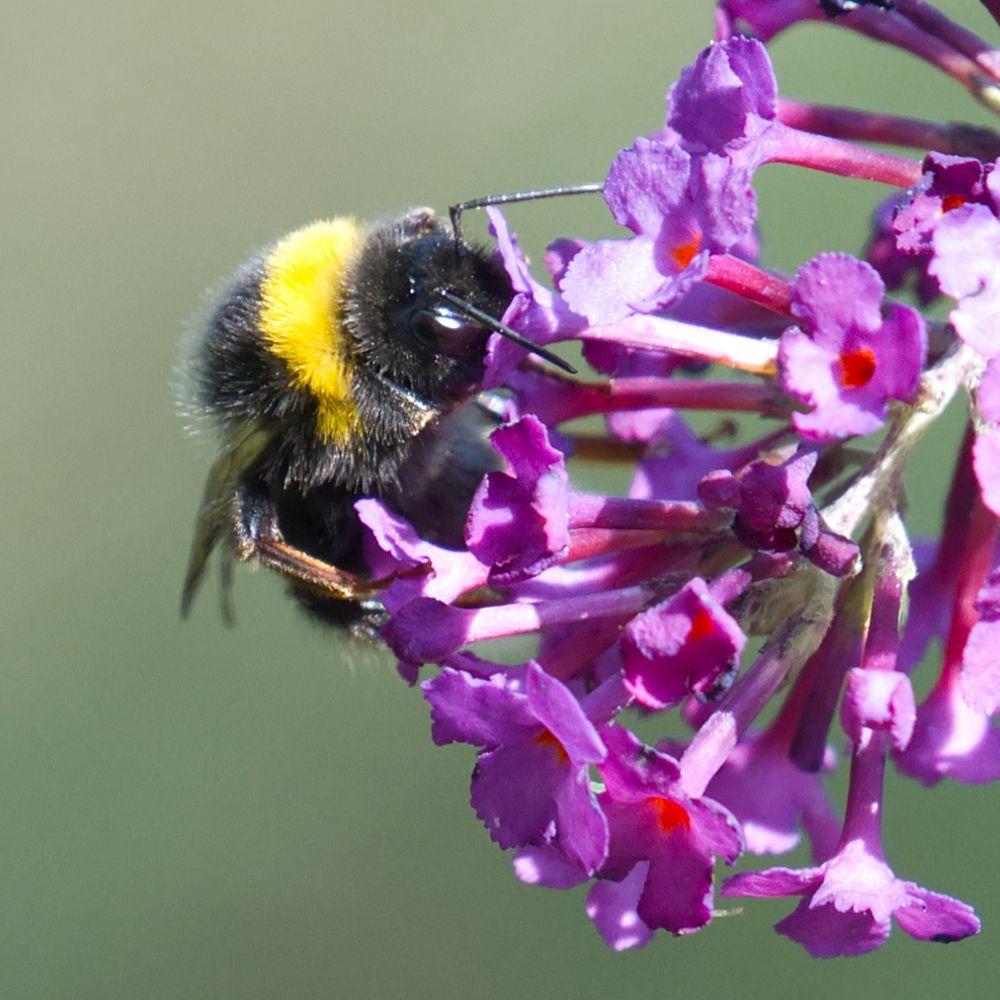Hummel am Sommerflieder blickt in einen Blütenkelch