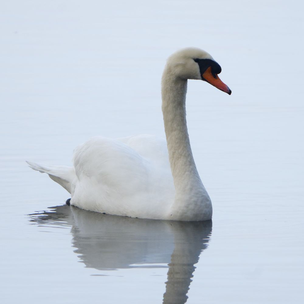 Schwan schwimmt auf dem Wasser