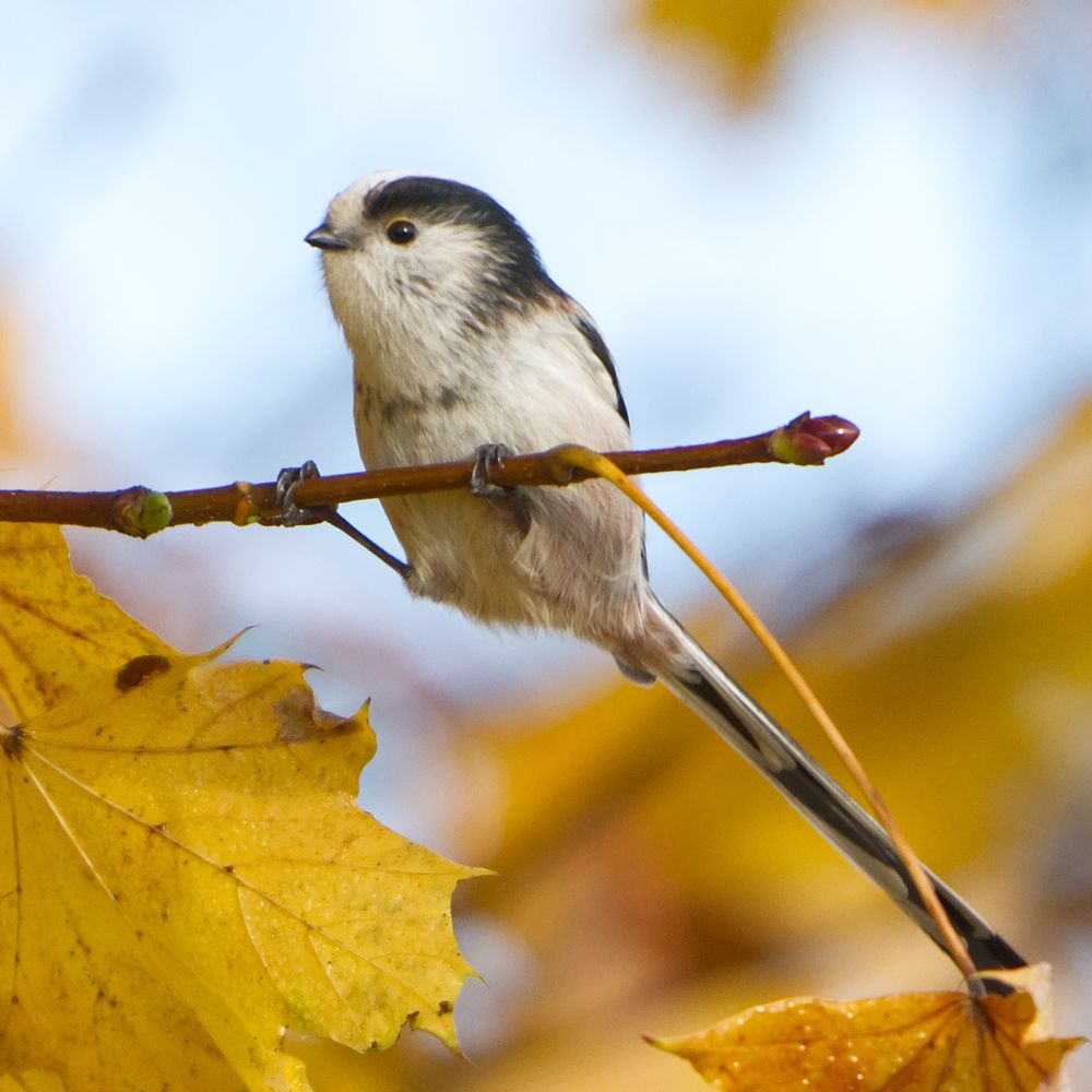 Schwanzmeise klammert sich an einen Ast